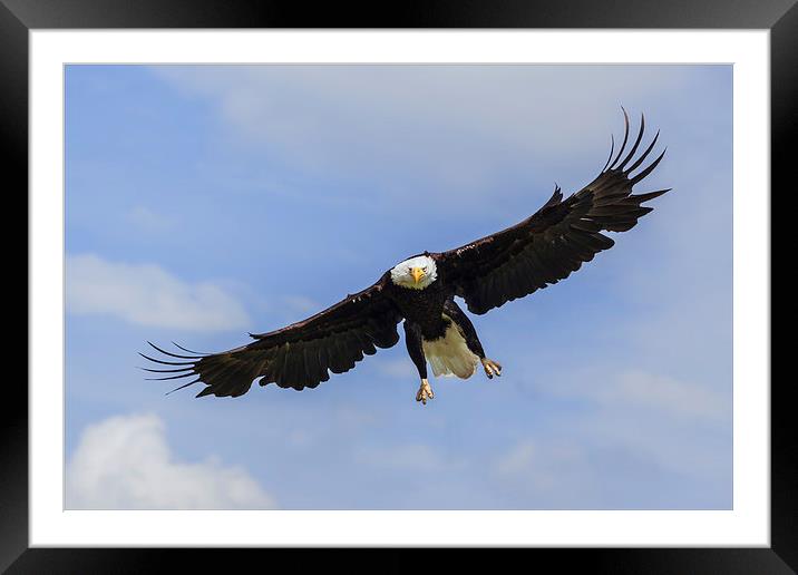  Bald eagle in flight. Framed Mounted Print by Ian Duffield