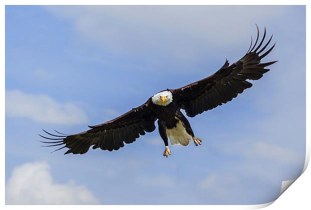  Bald eagle in flight. Print by Ian Duffield