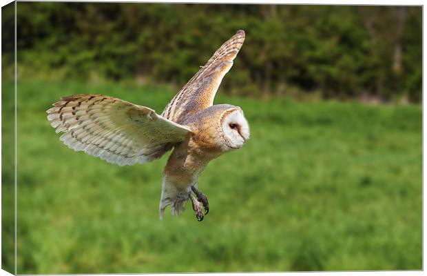 Barn owl flying by  Canvas Print by Ian Duffield