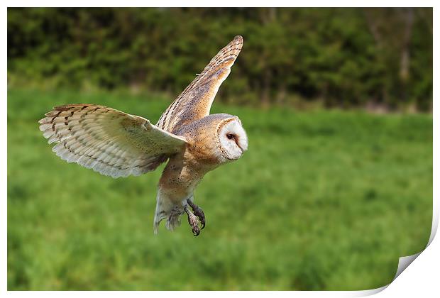 Barn owl flying by  Print by Ian Duffield