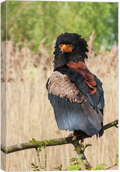Bateleur eagle looking round.  Canvas Print by Ian Duffield