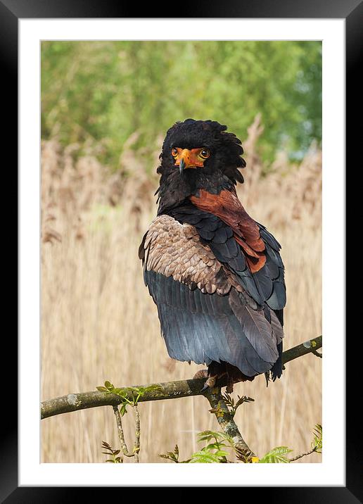 Bateleur eagle looking round.  Framed Mounted Print by Ian Duffield