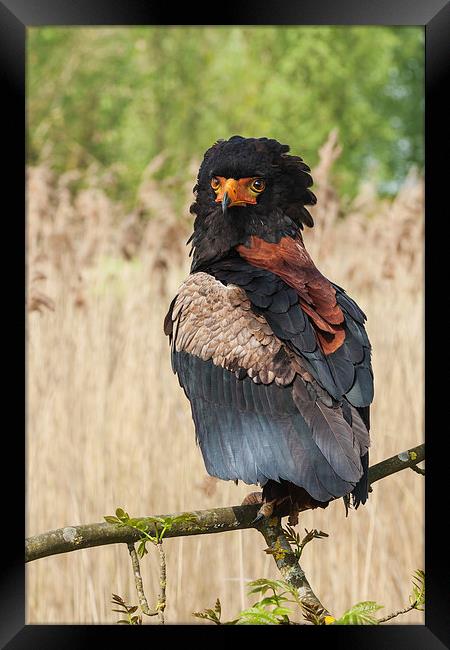 Bateleur eagle looking round.  Framed Print by Ian Duffield