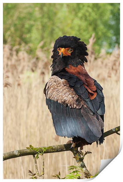 Bateleur eagle looking round.  Print by Ian Duffield