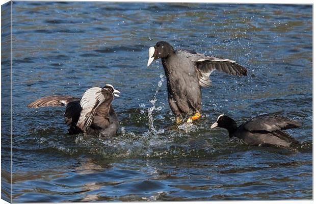  Warring coots battle it out. Canvas Print by Ian Duffield