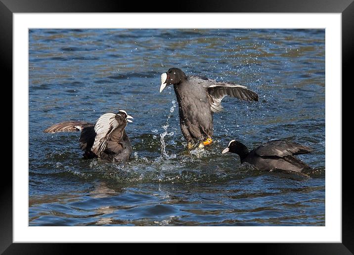  Warring coots battle it out. Framed Mounted Print by Ian Duffield