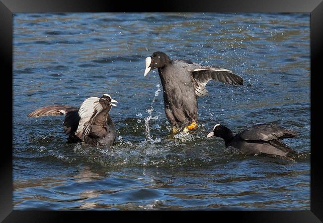  Warring coots battle it out. Framed Print by Ian Duffield