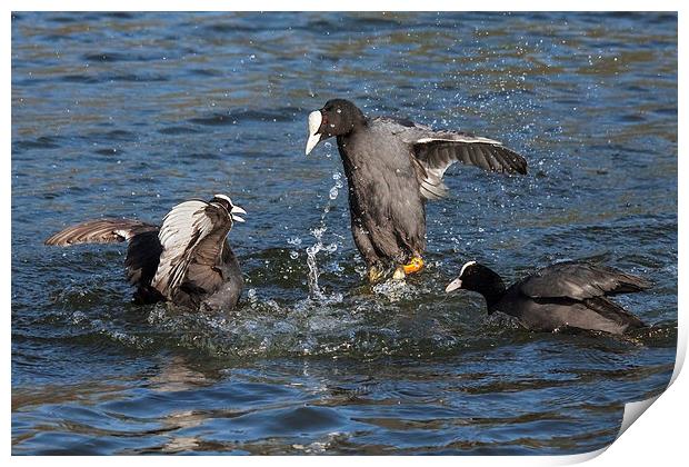  Warring coots battle it out. Print by Ian Duffield