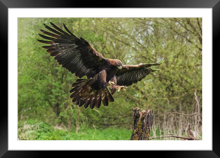  Golden eagle about to land. Framed Mounted Print by Ian Duffield