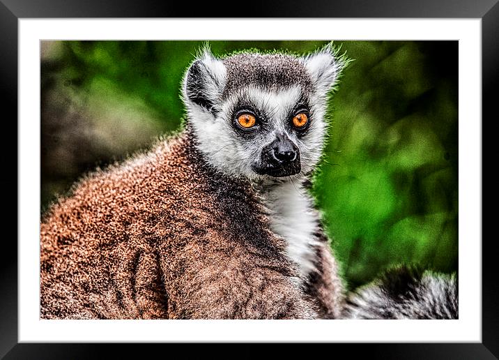 Lemur Framed Mounted Print by Rafal Adamczyk