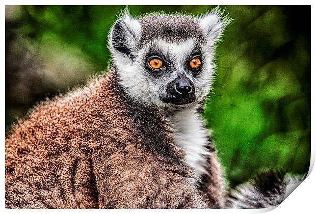 Lemur Print by Rafal Adamczyk