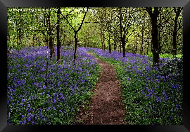  Suffolk Bluebells  Framed Print by Diana Mower