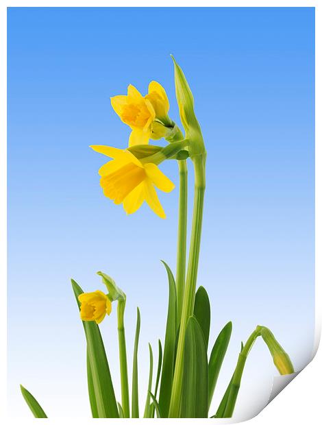 Daffodils Print by Victor Burnside
