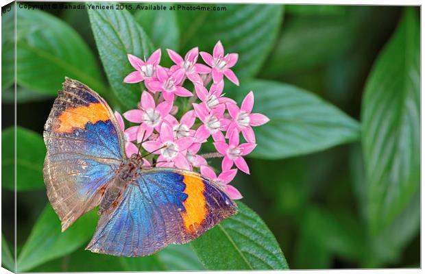  Orange Oakleaf Butterfly Canvas Print by Bahadir Yeniceri