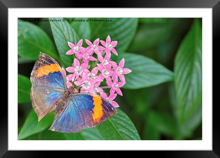  Orange Oakleaf Butterfly Framed Mounted Print by Bahadir Yeniceri