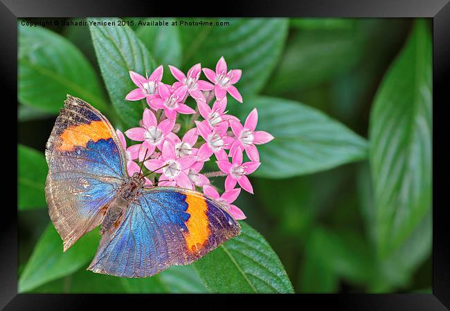  Orange Oakleaf Butterfly Framed Print by Bahadir Yeniceri
