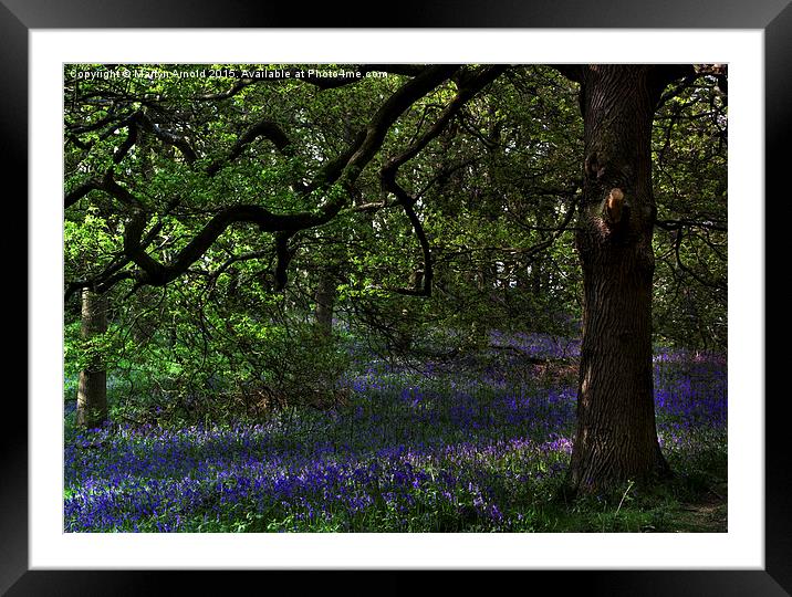  The Bluebell Woodland Glade Framed Mounted Print by Martyn Arnold
