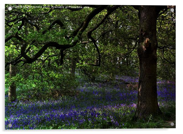  The Bluebell Woodland Glade Acrylic by Martyn Arnold