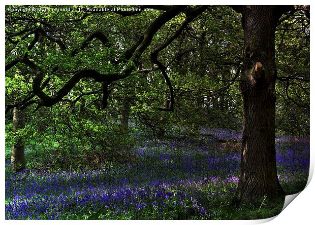  The Bluebell Woodland Glade Print by Martyn Arnold