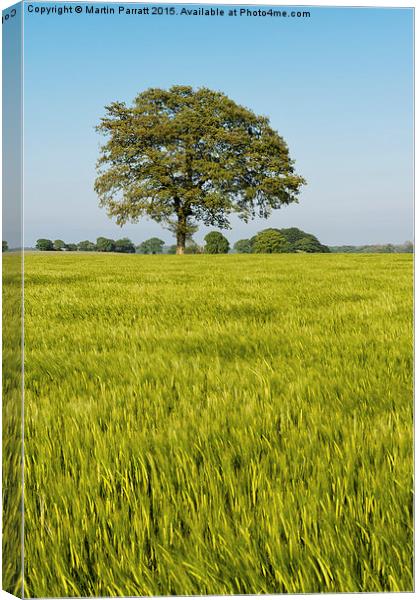 Lone Tree Canvas Print by Martin Parratt