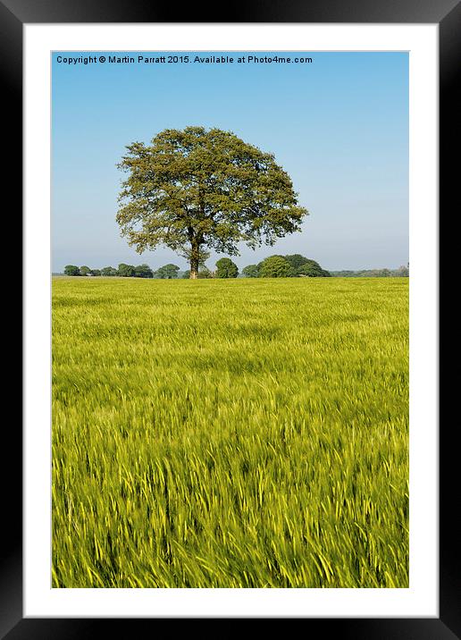 Lone Tree Framed Mounted Print by Martin Parratt