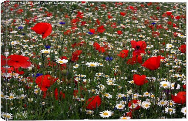  Wildflower Field - red, white and blue Canvas Print by Lucy Antony