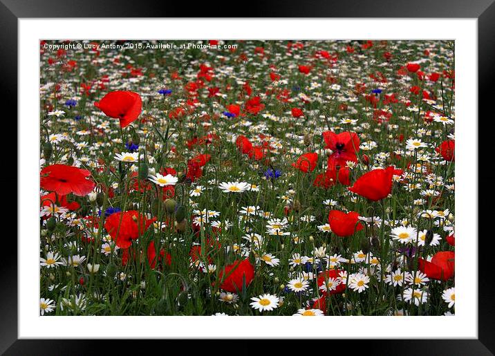  Wildflower Field - red, white and blue Framed Mounted Print by Lucy Antony