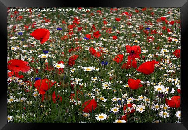  Wildflower Field - red, white and blue Framed Print by Lucy Antony