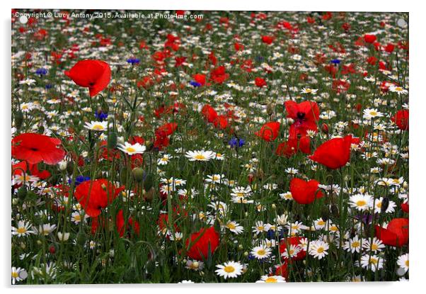  Wildflower Field - red, white and blue Acrylic by Lucy Antony