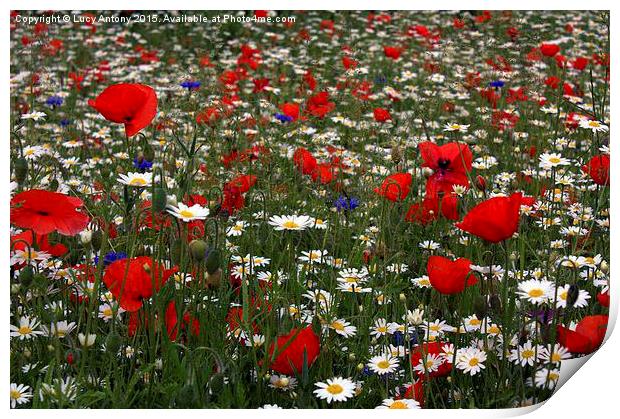  Wildflower Field - red, white and blue Print by Lucy Antony