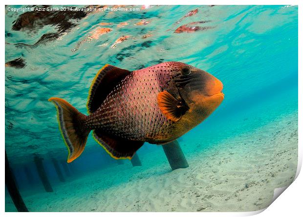 Titan triggerfish Print by Aziz Saltik