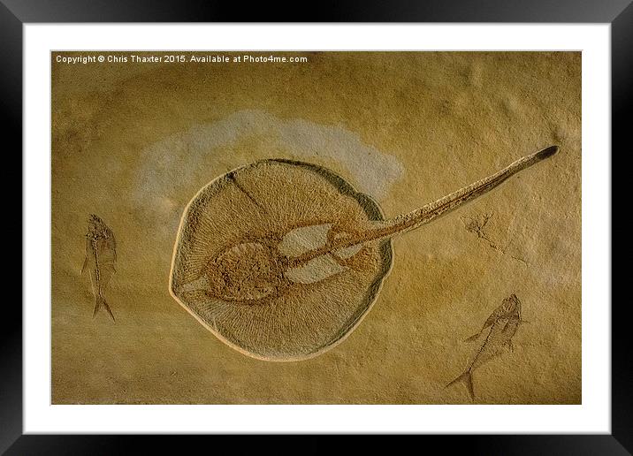  Flat Fish Fossil Framed Mounted Print by Chris Thaxter