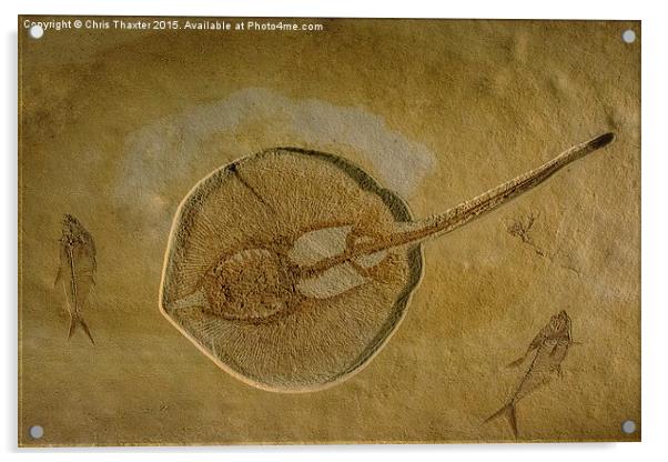  Flat Fish Fossil Acrylic by Chris Thaxter
