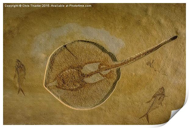  Flat Fish Fossil Print by Chris Thaxter