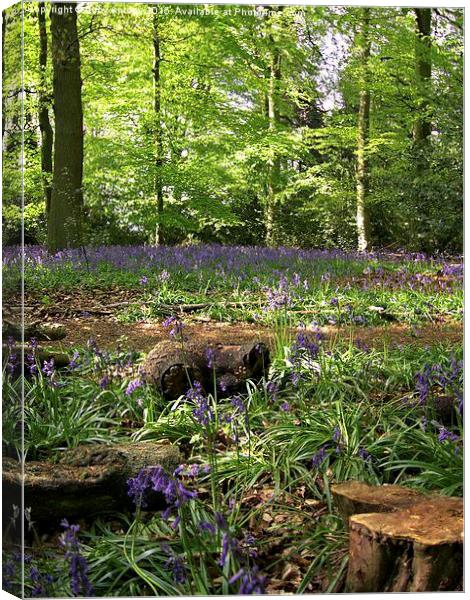  Bluebell Wood Canvas Print by Lucy Antony