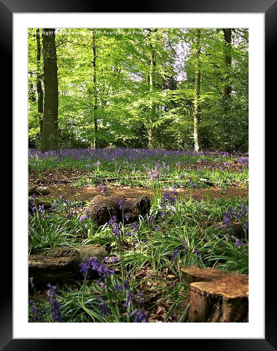  Bluebell Wood Framed Mounted Print by Lucy Antony