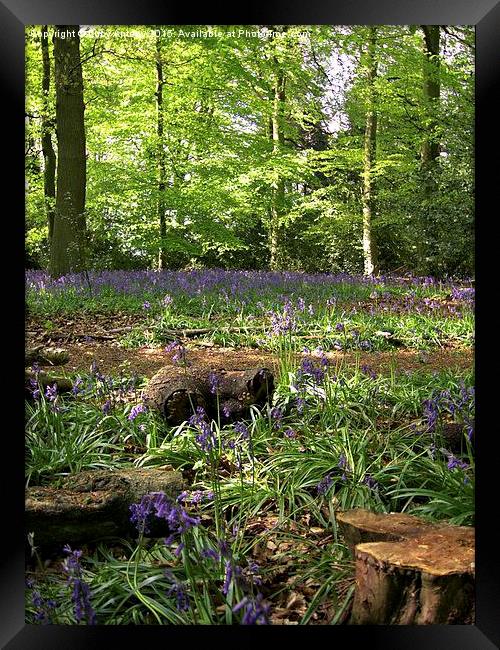  Bluebell Wood Framed Print by Lucy Antony