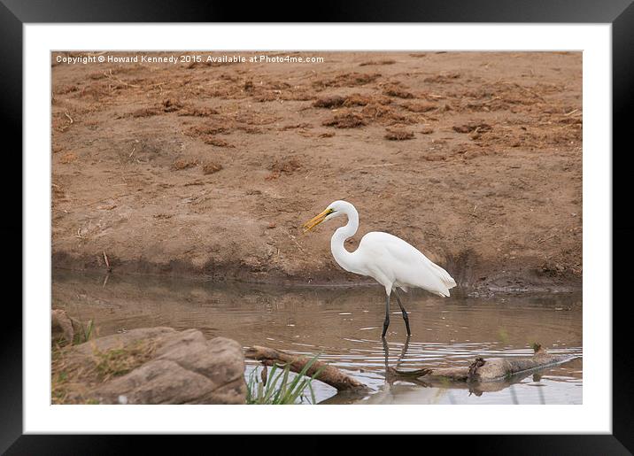 Great Egret Framed Mounted Print by Howard Kennedy