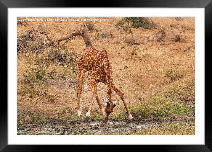  Giraffe drinking Framed Mounted Print by Howard Kennedy
