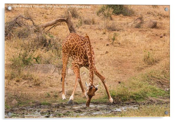  Giraffe drinking Acrylic by Howard Kennedy