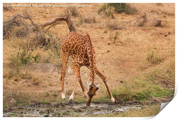  Giraffe drinking Print by Howard Kennedy