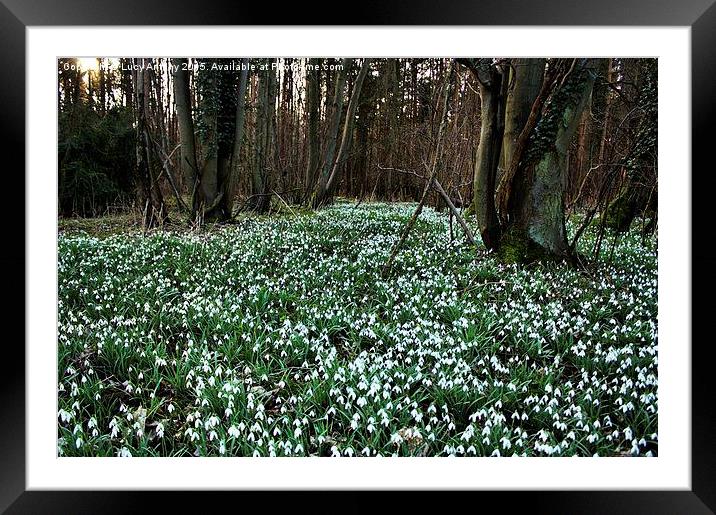  Snowdrop wood Framed Mounted Print by Lucy Antony