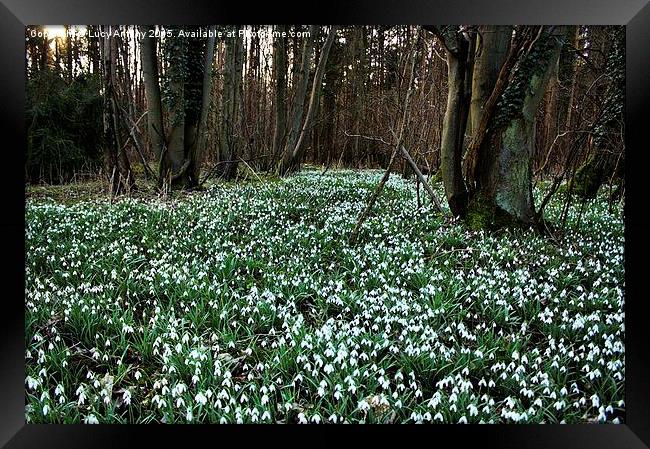  Snowdrop wood Framed Print by Lucy Antony