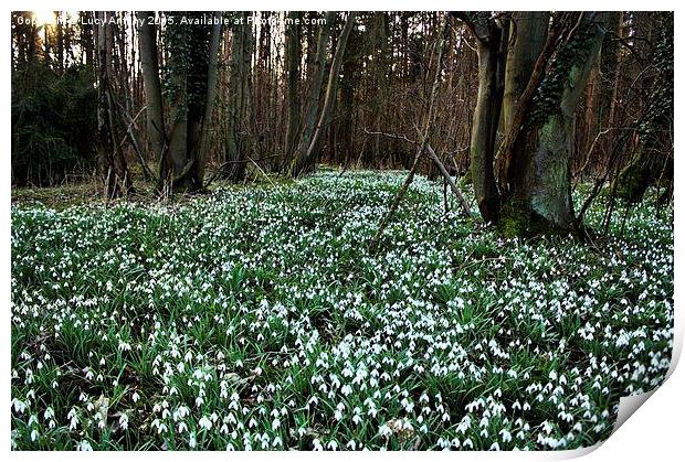  Snowdrop wood Print by Lucy Antony
