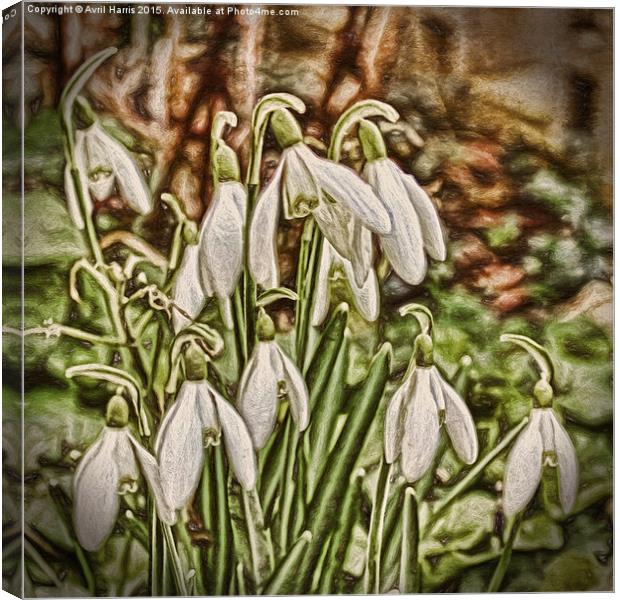  Snowdrops Canvas Print by Avril Harris