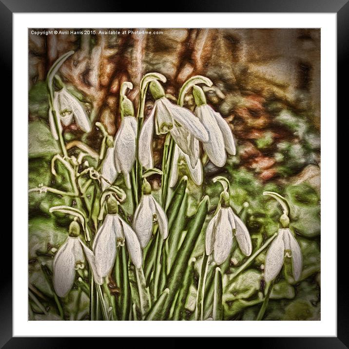  Snowdrops Framed Mounted Print by Avril Harris