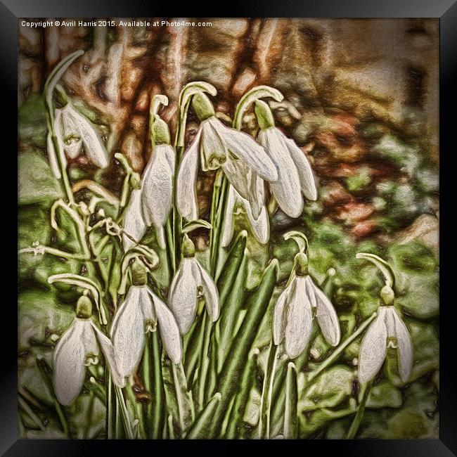  Snowdrops Framed Print by Avril Harris