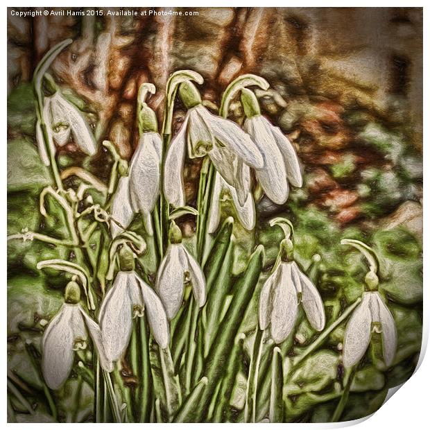  Snowdrops Print by Avril Harris