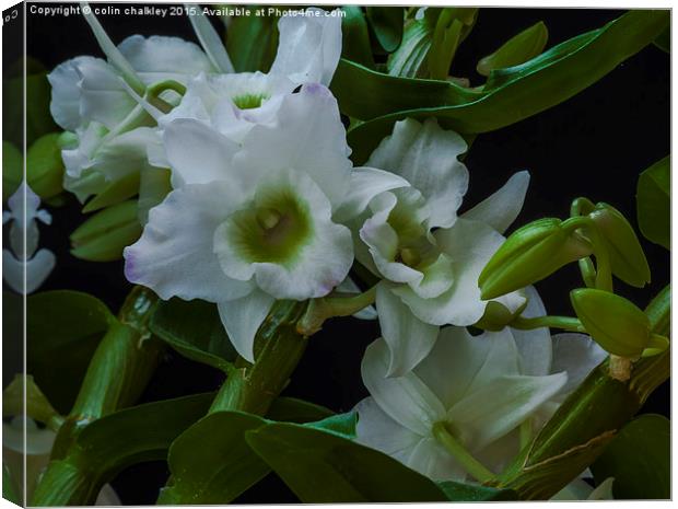  White Orchid and Buds Canvas Print by colin chalkley