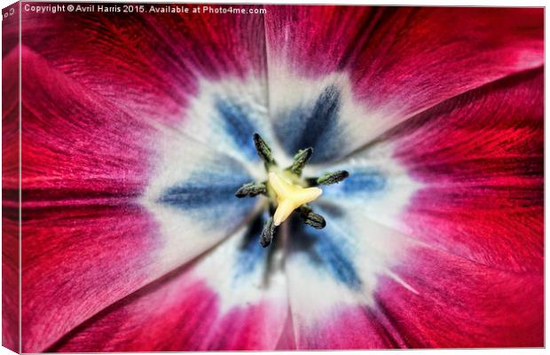 Burgundy Tulip centre Canvas Print by Avril Harris